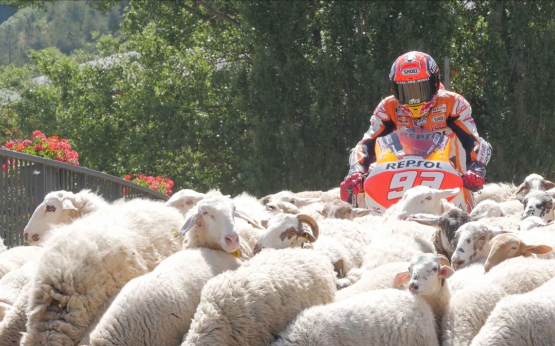 Los pilotos Repsol, unidos por un desafío común